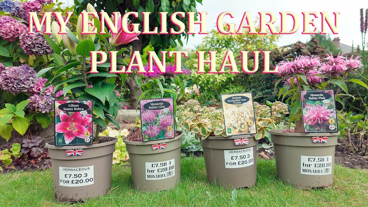 Late Summer Plant Haul - My English Garden  -  August 2024