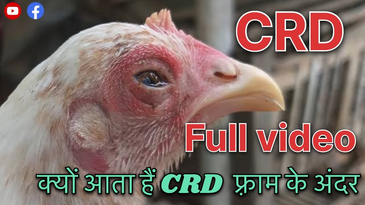 Chronic Respiratory Disease |crd disease treatment in poultry | CRD बना सर का दर्द है #poultry