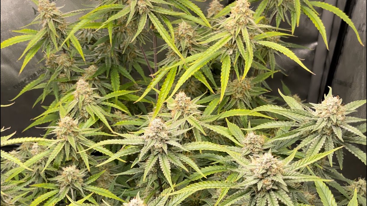 from seed to harvest RQS medusa F1 autoflowers grown in organic living soil powered by AC Infinity