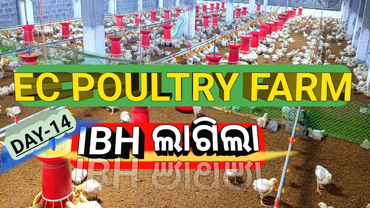 DAY-14 IBH ଲାଗିଲା #ecpoultryfarm 