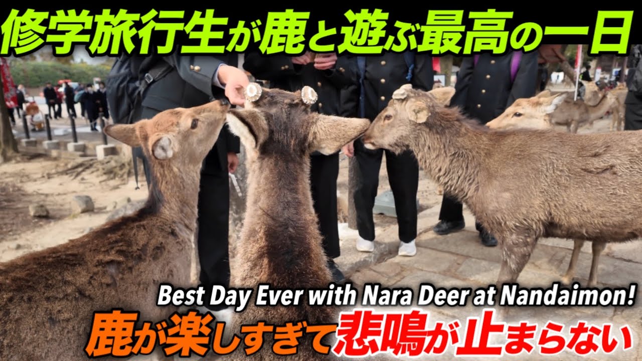 南大門で鹿と遊ぶ最高の一日　鹿が楽しすぎて笑いが止まらない
