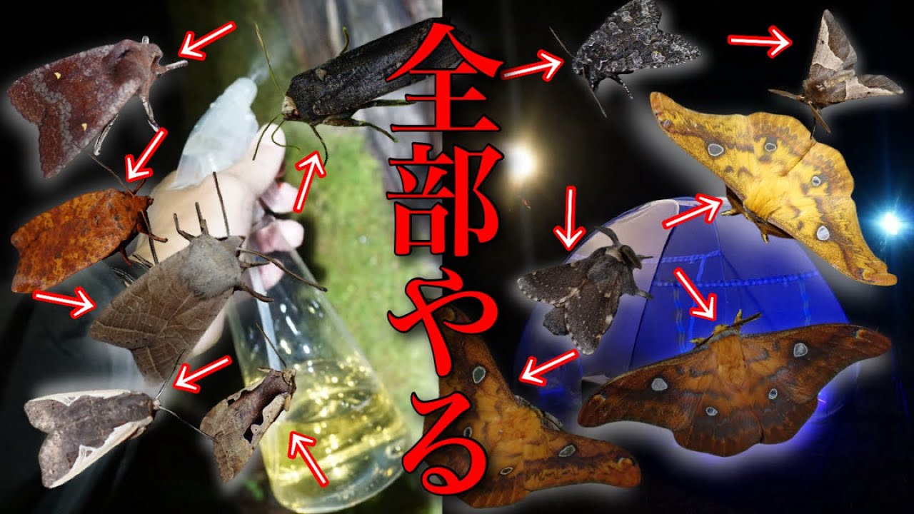 冬の昆虫採集(蛾採集)全部やる…！【ライトトラップ&糖蜜】