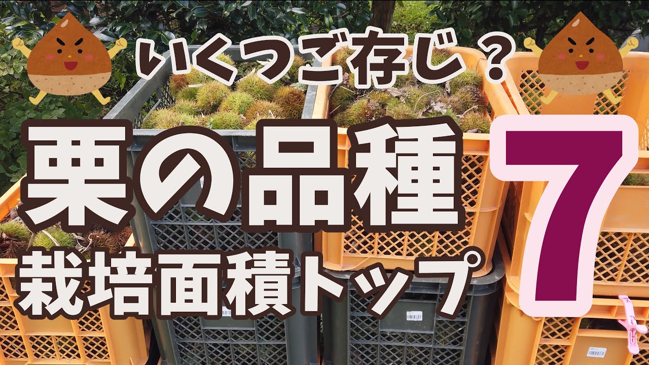 和栗の栽培面積ランキングトップ７の品種を紹介します（特産果樹生産動態等調査 令和元年）　♪目指せ自給自足♪