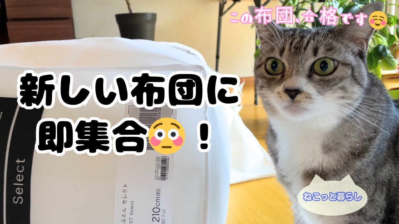 【猫あるある】新しい布団を見つけ…まさかの展開に😳