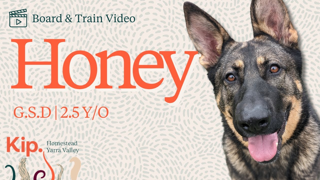 Honey Training Video