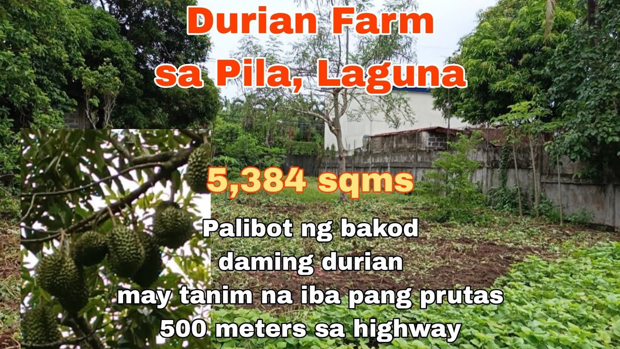 (P# 795) 5,384 sqms Farm Lot in Pila, Laguna for sale