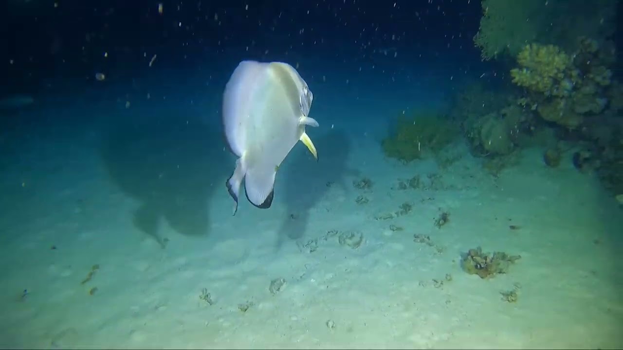 Giugno 2023, Mar Rosso a bordo di Aldebaran, by Compagnia del Mar Rosso, Daedalus / Elphinstone