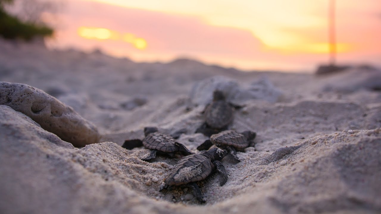 Loggerhead Turtle Hatchlings 8K RED V RAPTOR Stock Footage Reel