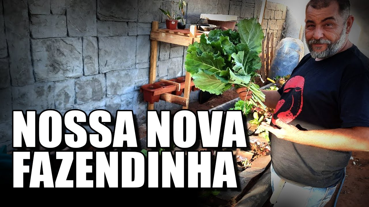 PLANTAR COMIDA EM CASA | COLHEITA E A NOVO PROJETO DE  