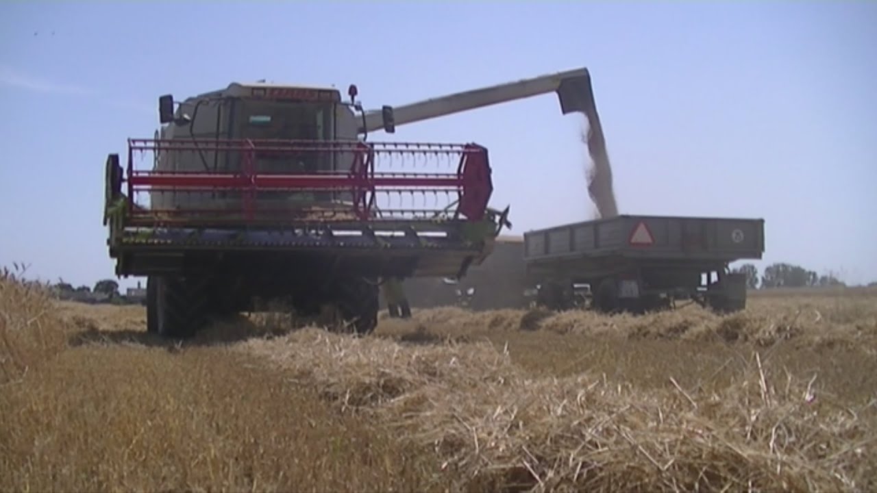 ☆Żniwa 2022🌾pszenżyto pod kosę🌾 Claas Lexion 405 🚜Landini🚜
