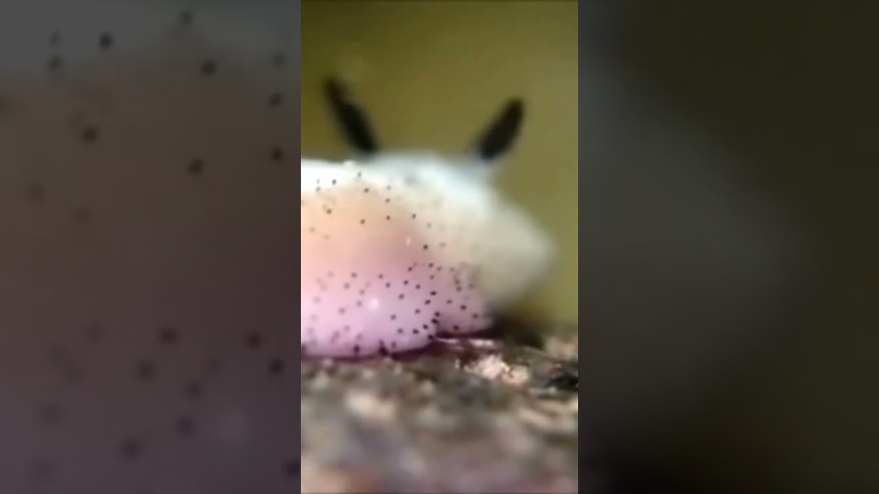 sea bunny #Seabunny #cute