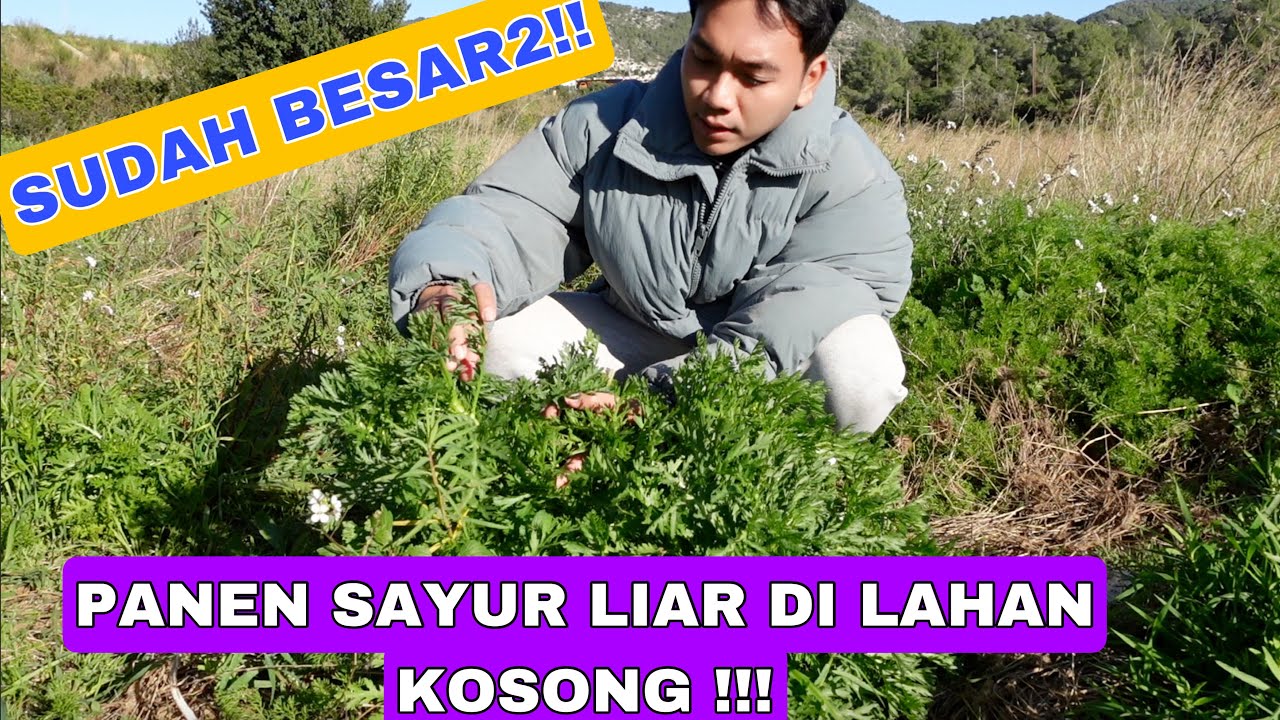 PANEN SAYUR LIAR DI LAHAN KOSONG !! AKHIRNYA SUDAH BESAR2 !!