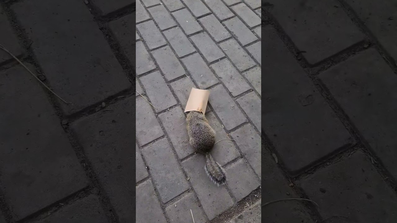Hot Gopher