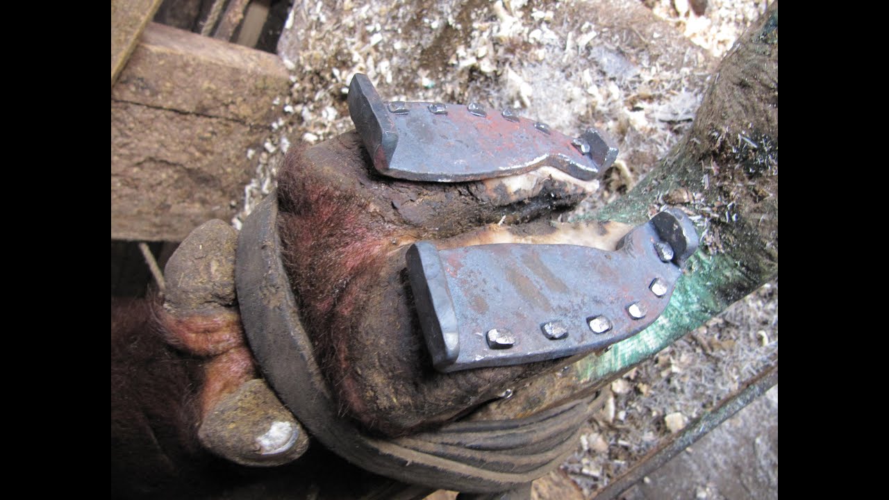Ox Shoeing - A Practical Demonstration