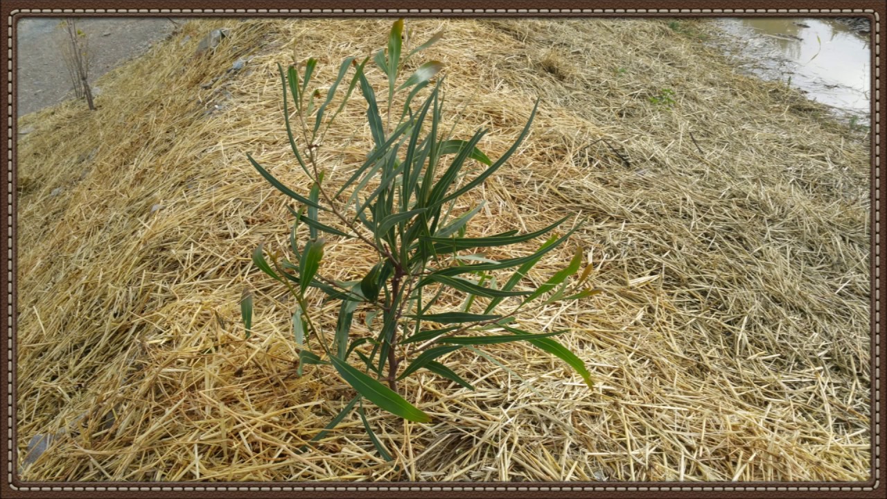 Part 9 Permaculture, project greening the Desert in Spain, in Almeria not far from Mojacar