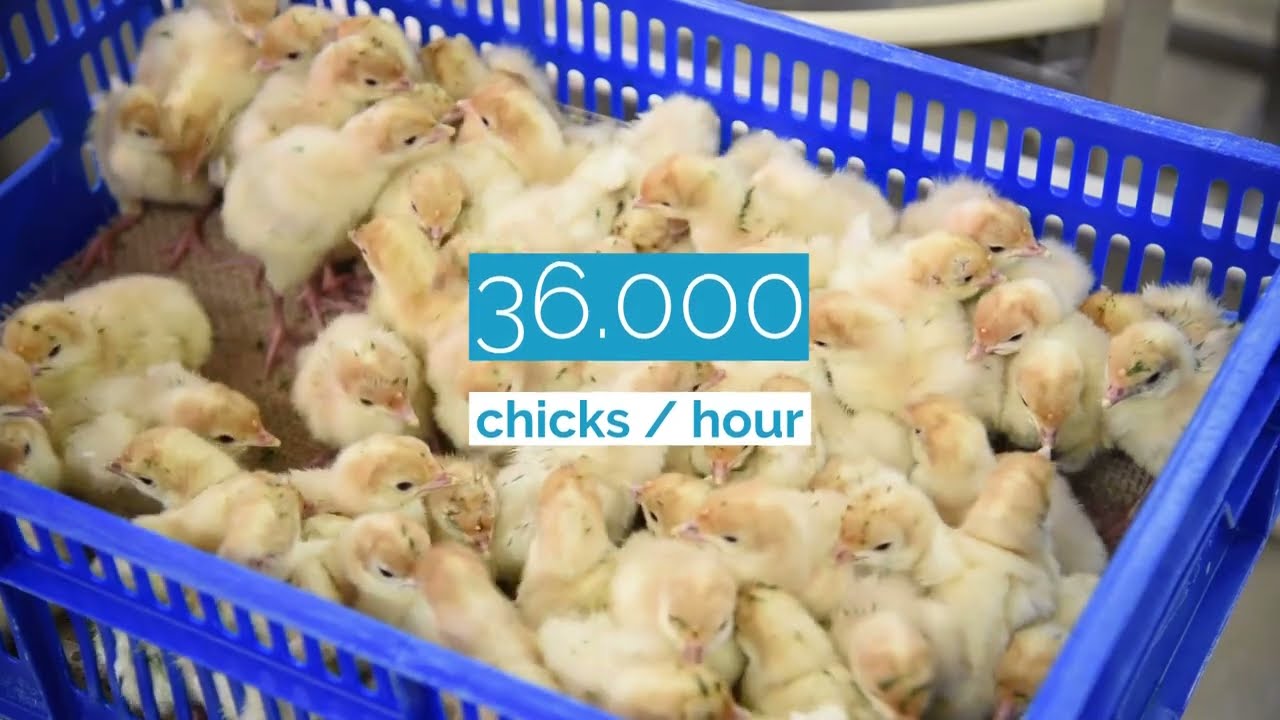 ME International BioSprayor: chicken vaccination with many advantages
