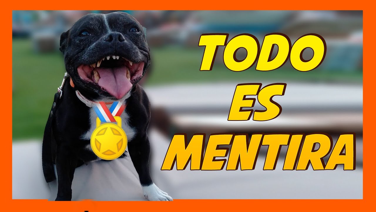 Perros en Redes Sociales 🐶 | Expectativas VS Realidad 🤔