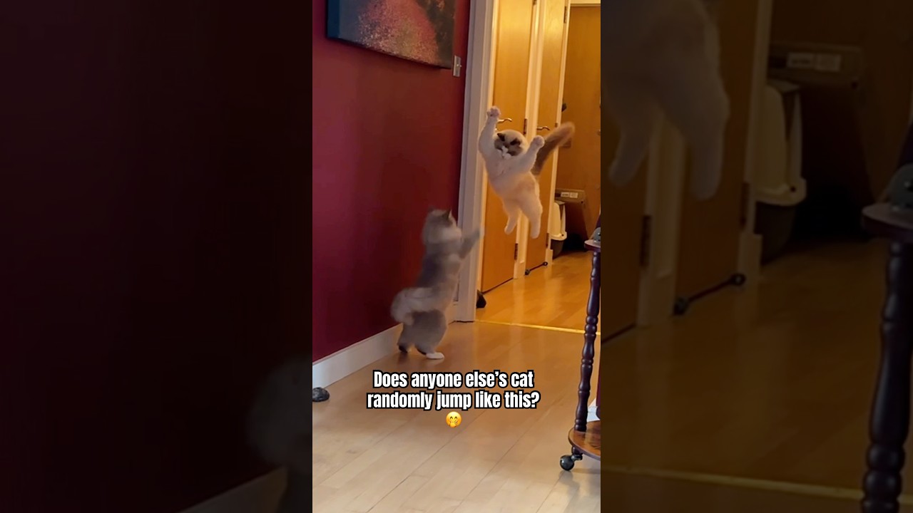 He loves to leap 
