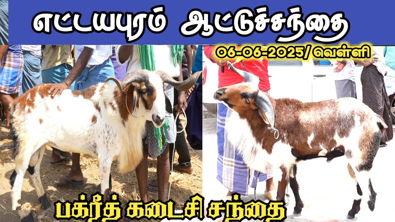 6-06-2025/ எட்டையாபுரம் வெள்ளிக்கிழமை ஆட்டுச் சந்தை தூத்துக்குடி மாவட்டம்