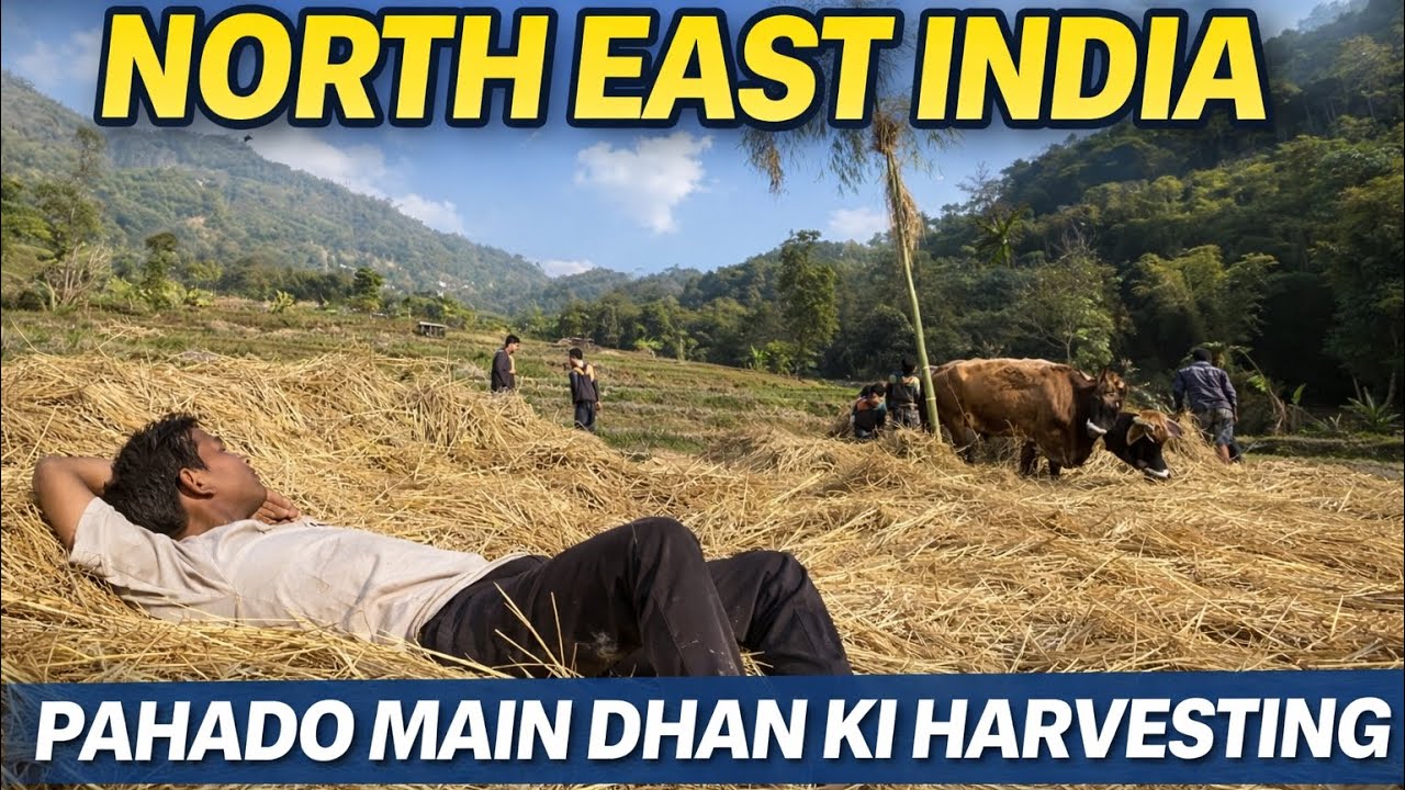Paddy Harvesting |Himalayan Region of Northeast India | Rice 🌾 Harvesting Old Methods #highlights #