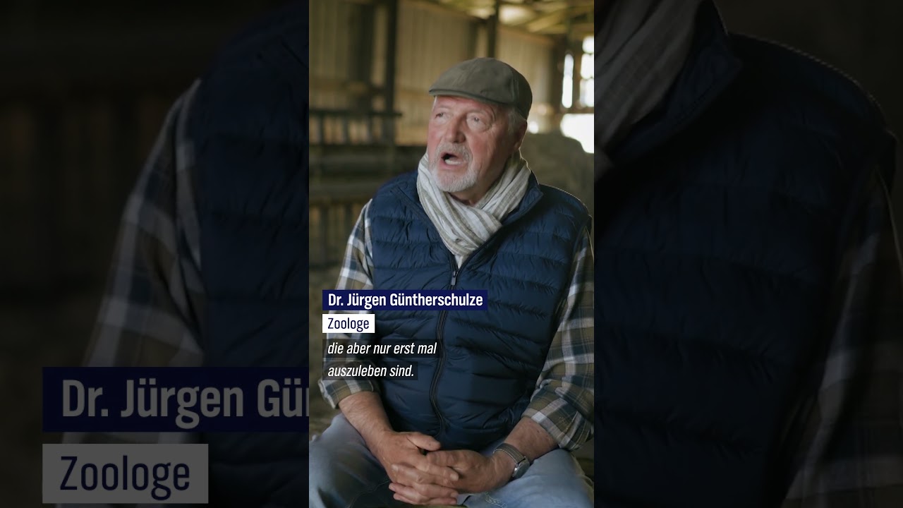 Wie viel Instinkt steckt noch in einer Hochleistungs-Milchkuh? #ndr #doku #Milchkuh
