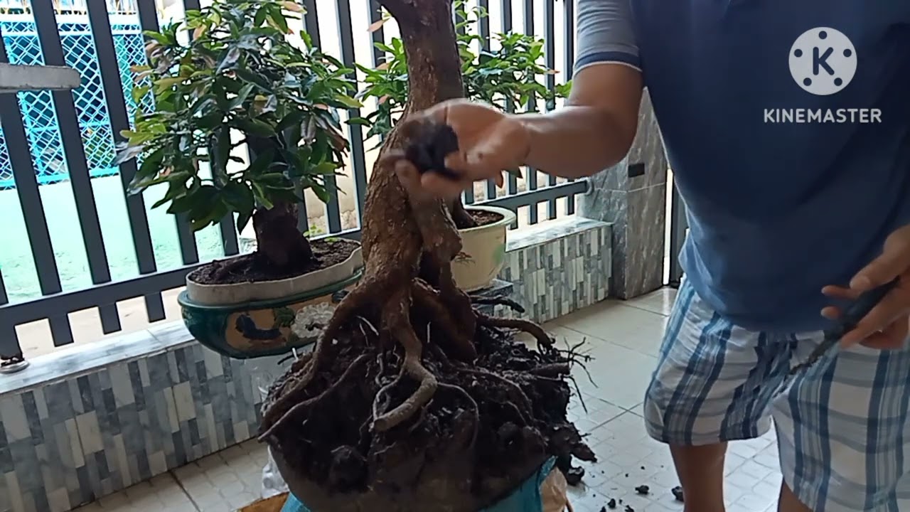 Cách trồng Phôi Mai Tứ quý đơn giản hiệu quả 16/3