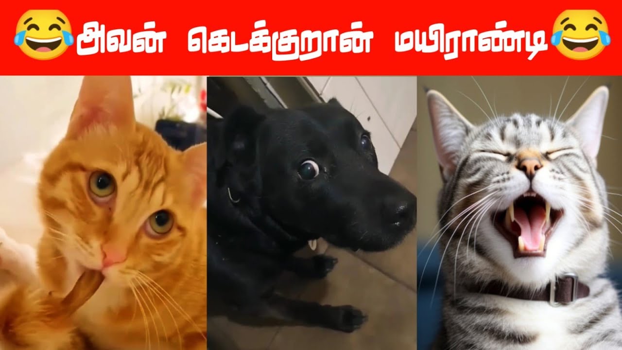 😂🐈🐕 நல்லாத்தான் இருக்குது😂🐈🐕#viral #trending #comedy #funnyanimalvideos