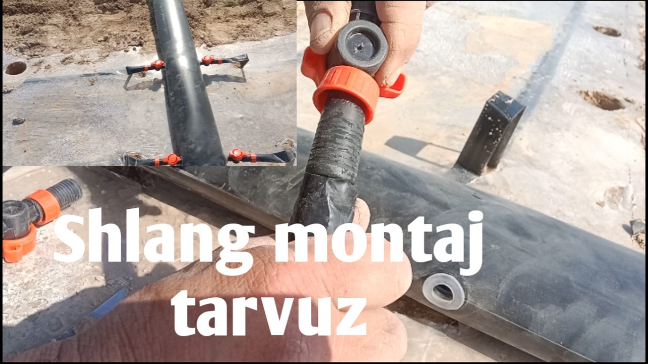 Shlank montaj  tarvuz