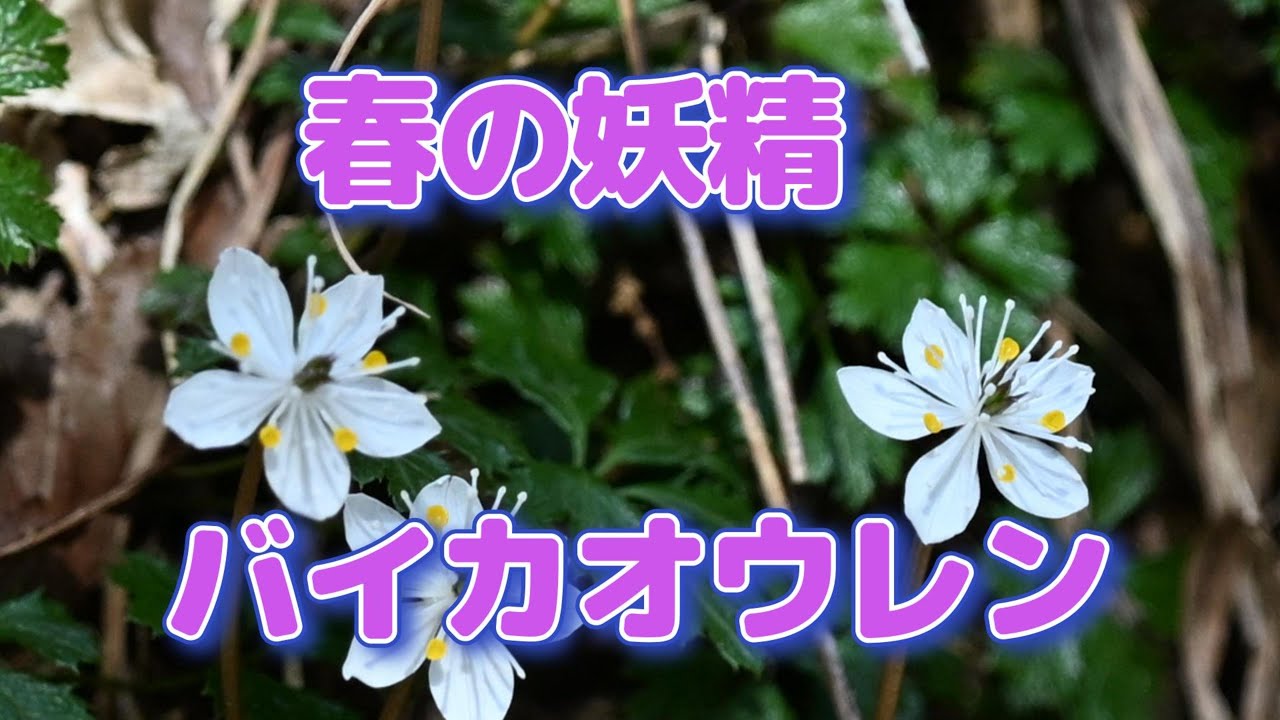 春の妖精　バイカオウレン・ユキワリイチゲ　丹波からたより　わち山野草の森