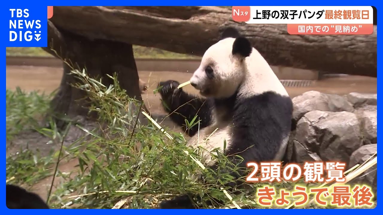 「バイバイって声をかけました」国内で見納め　上野の双子パンダ最終観覧日　「シャオシャオ」・「レイレイ」あさって（27日）出国予定｜TBS NEWS DIG