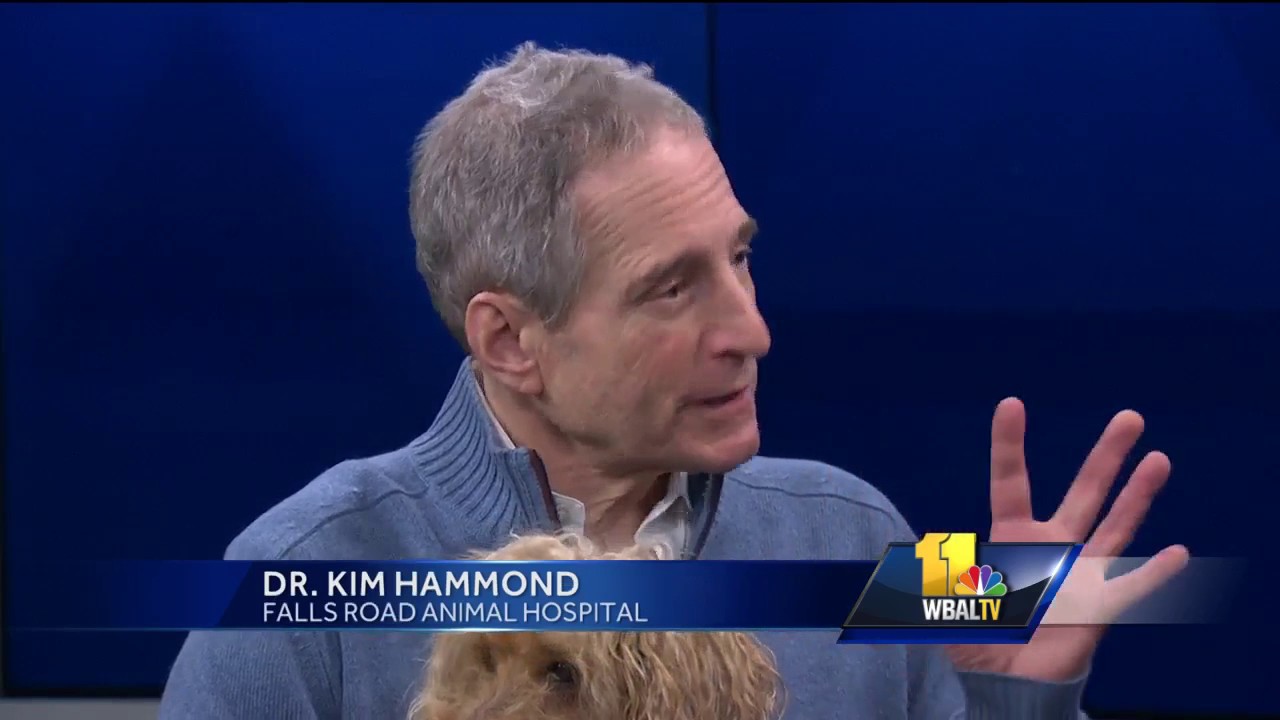 Pet Questions: Grooming tips for dogs