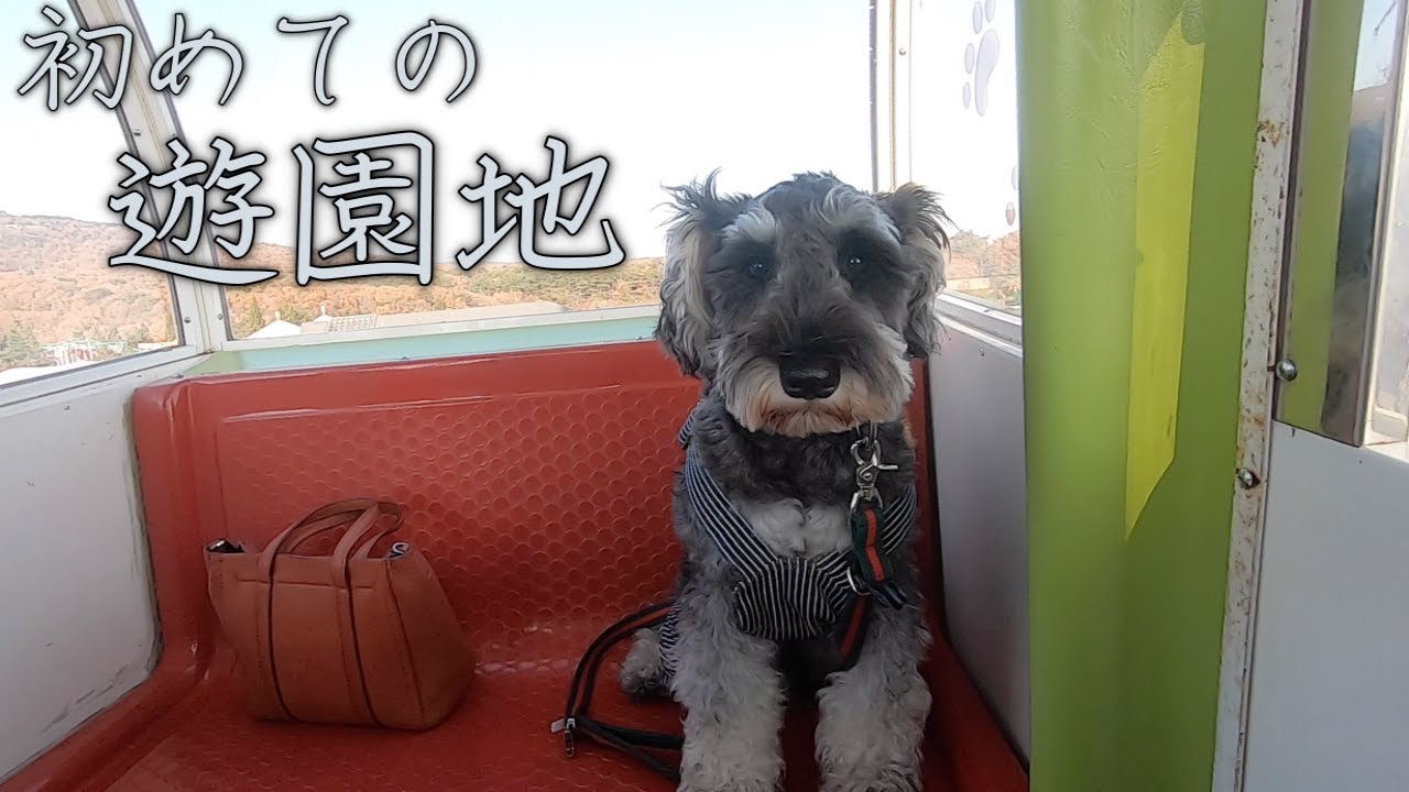 初めて乗るアトラクションに戸惑いを隠せない愛犬【ミニチュアシュナウザー】