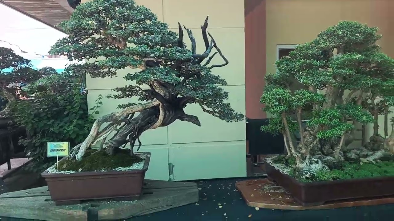 Alilem fiesta bonsai and suesuki exhibits 2026