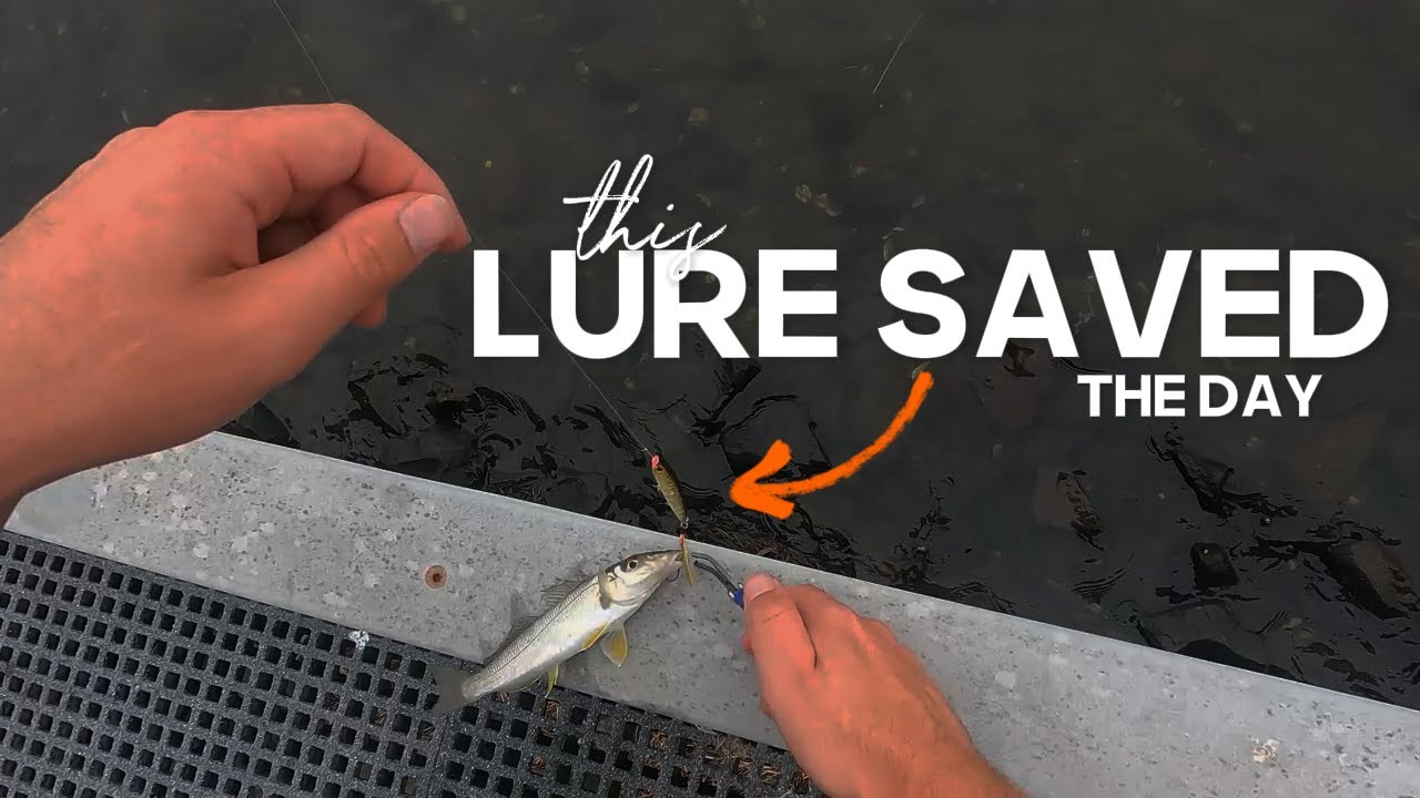 BEGINNER Land Based Fishing | Lake Illawarra