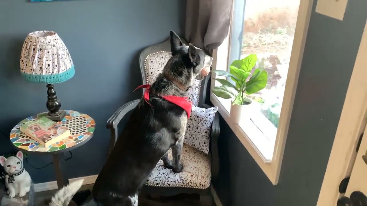 A quick tour of our home owned and operated dog boarding facility in New Mexico! Near Ruidoso!#dog