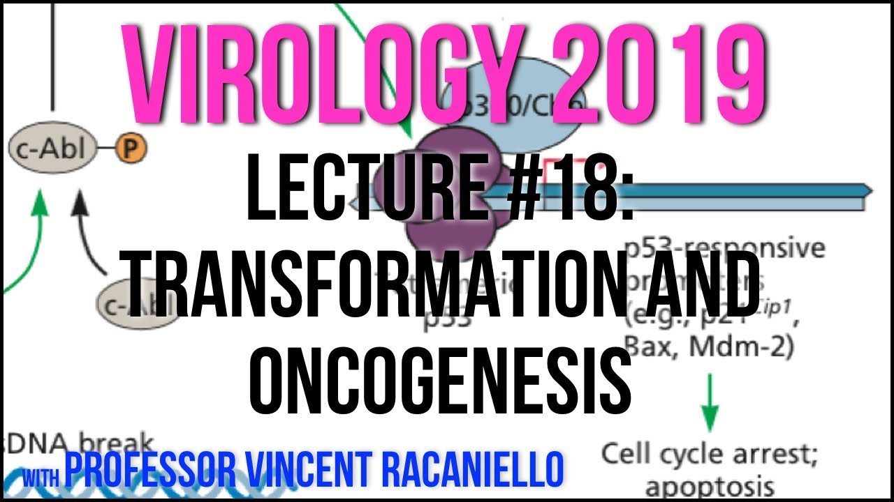 Virology Lectures 2019 #18: Transformation and Oncogenesis