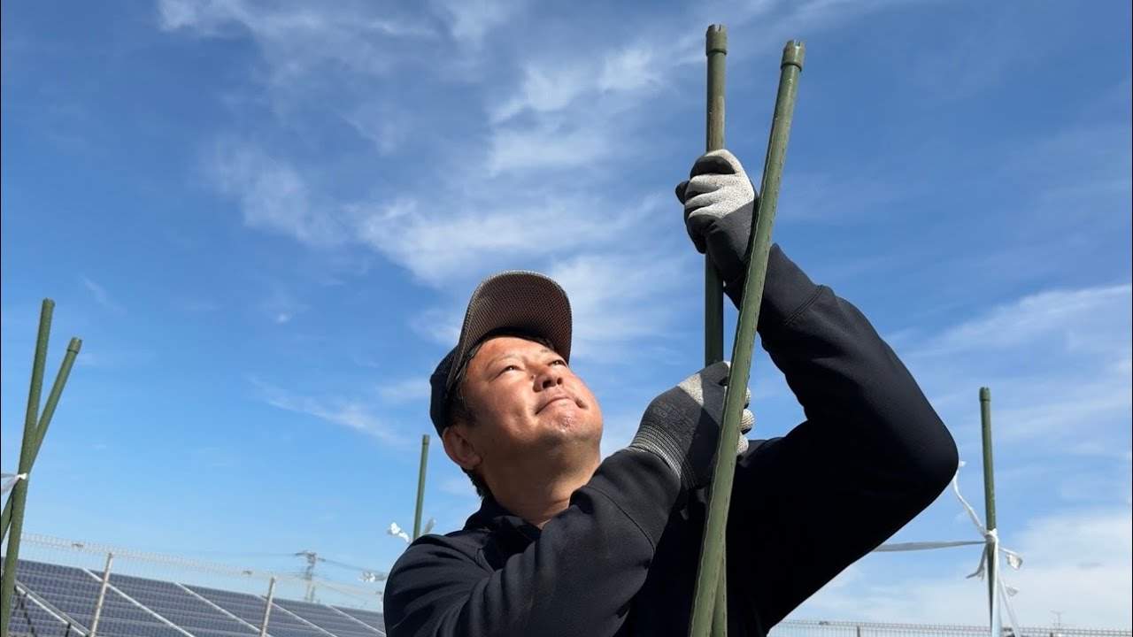 スナップエンドウを簡単な支柱で多く実らせる育て方（追肥と土寄せ〜芽欠き〜支柱の立て方）25/3/21