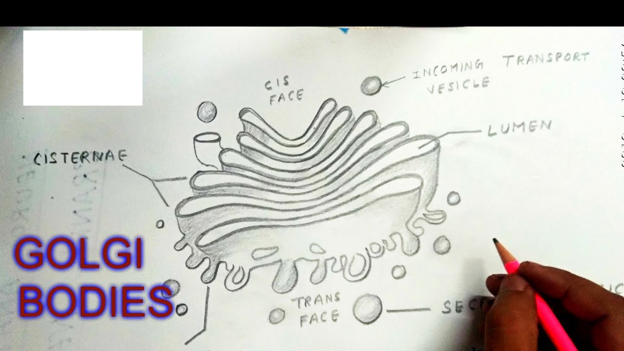 How to draw Golgi bodies/appartus
