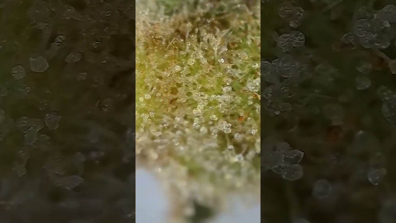 Trichomes Under the Microscope 🔬 (50x&ndash;1000x Multiple Views)