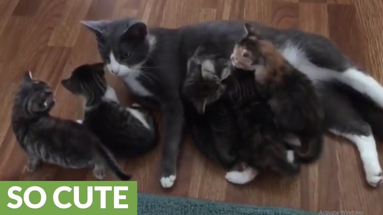 Dachshund cautiously meets kittens while mom watches