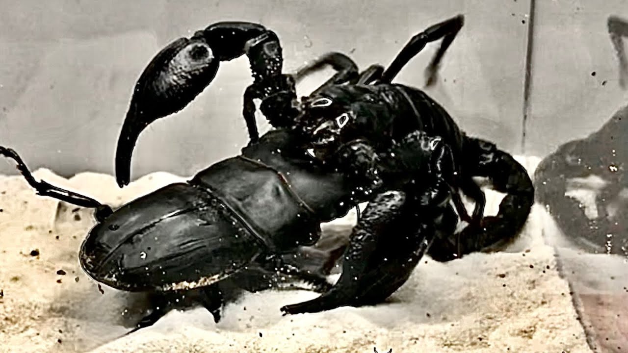 Scorpion vs dorcus hopei 【サソリVSオオクワガタ】