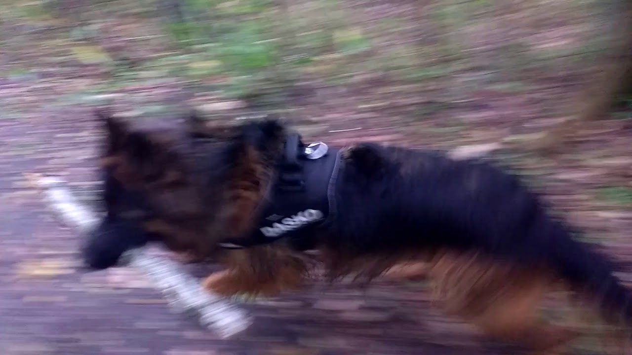 Bieg z psem owczarkiem- rzeczywistość 😁