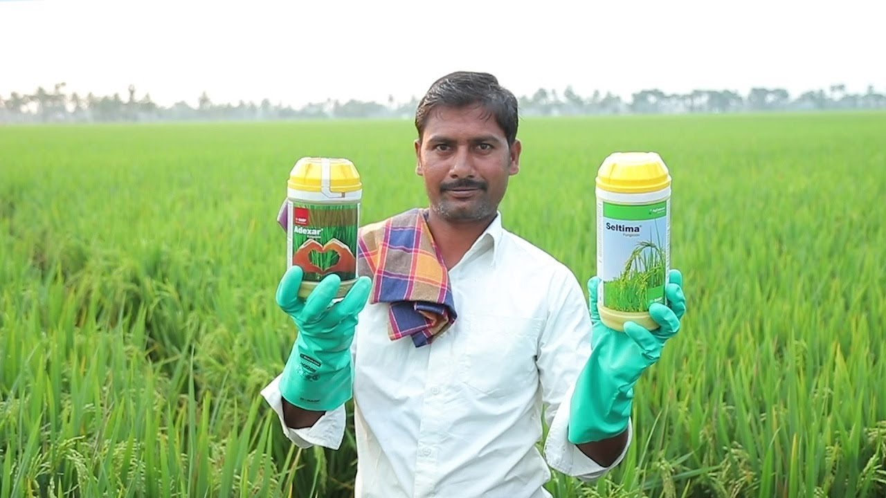 Rice Farmer experience of Adexar-Seltima (Telugu)