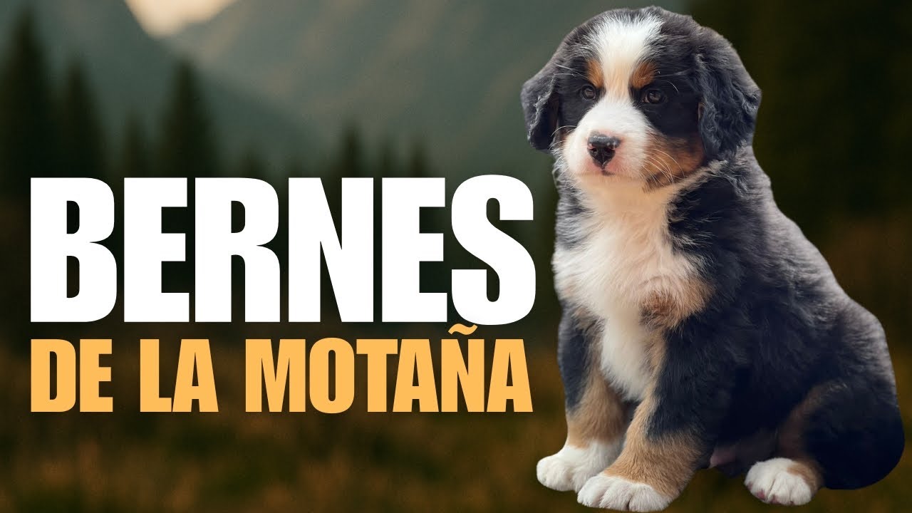 🔎 BOYERO DE MONTAÑA BERNÉS: UN GIGANTE GENTIL con un GRAN CORAZÓN 💓🐾