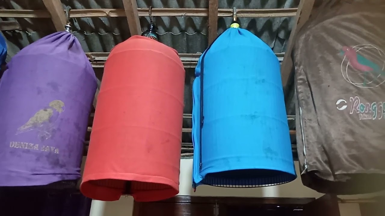 Pasti burung sogon mu ikut bunyi.