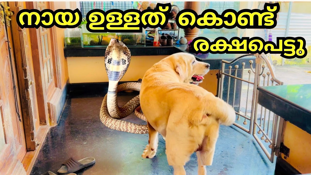 പാമ്പിന്റെ കടിയിൽ നിന്നും വീട്ടുകാരെ രക്ഷിച്ച നായ,യുദ്ധം എന്നാൽ ഇതാണ് യുദ്ധം,,,