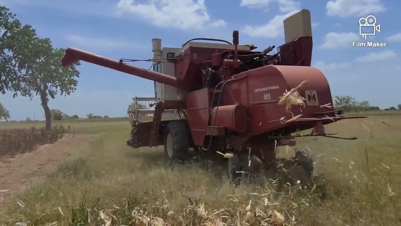 International 403 combine harvesting corn with a grain header, 2022..