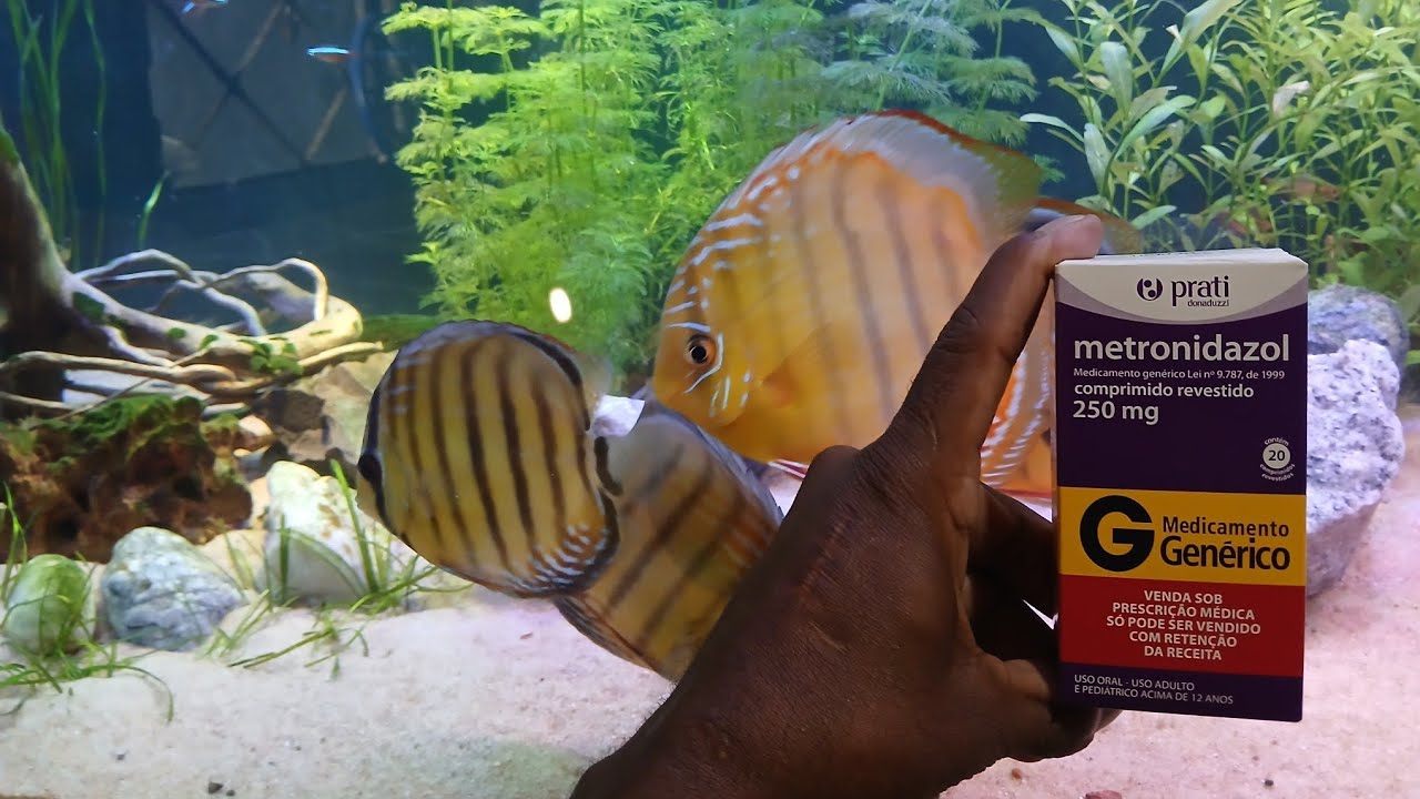 Como usa metronidazol em aquário de peixes amazônico da forma segura