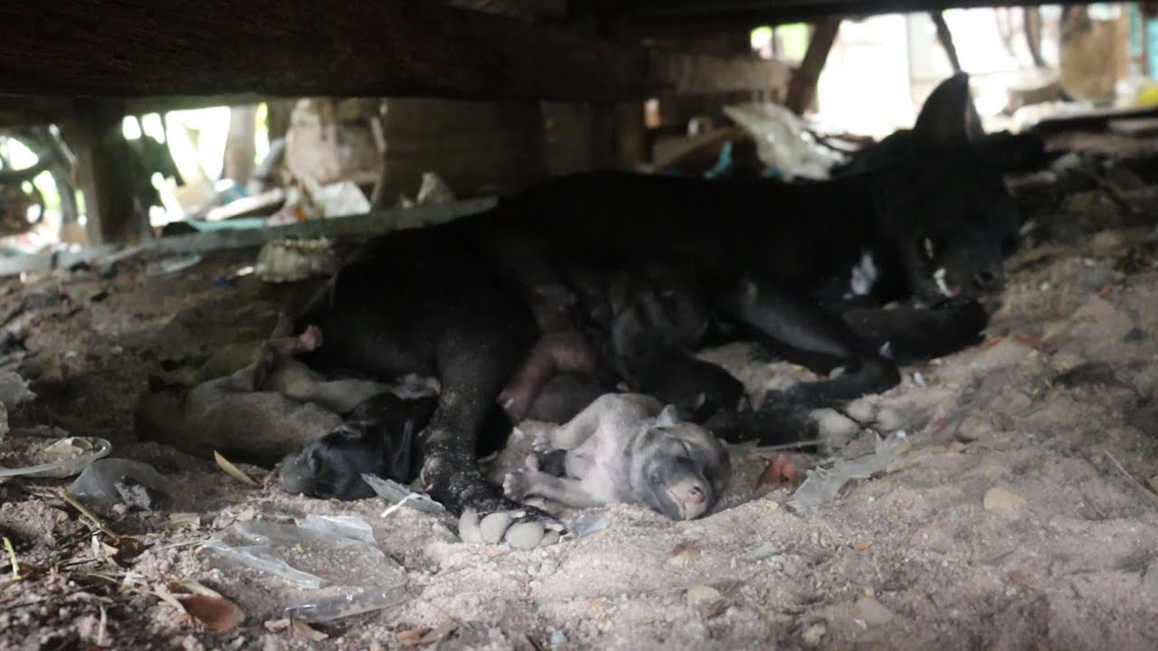 Newborn puppies not open yet crying for milk from mom