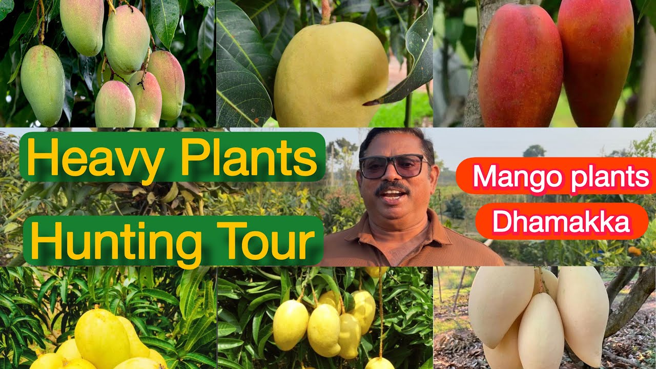  FRUIT PLANTS HUNTING TOUR @razzgarden #9562600777 